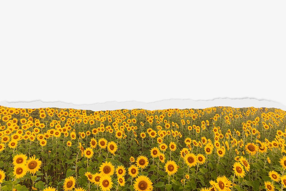 Sunflower field background, with ripped paper border