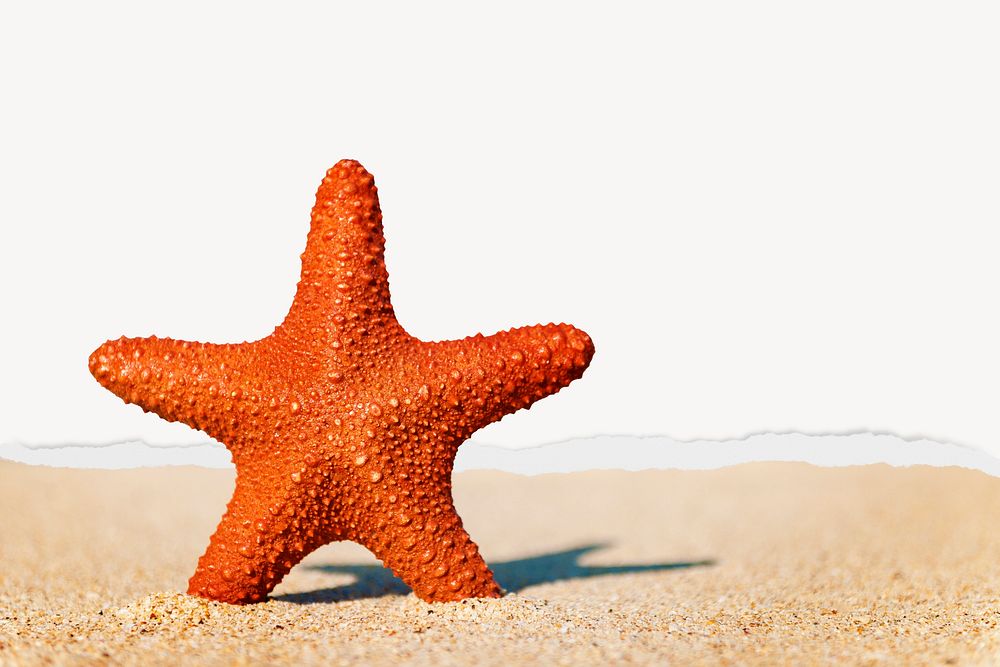 Starfish on sand background, ripped paper border