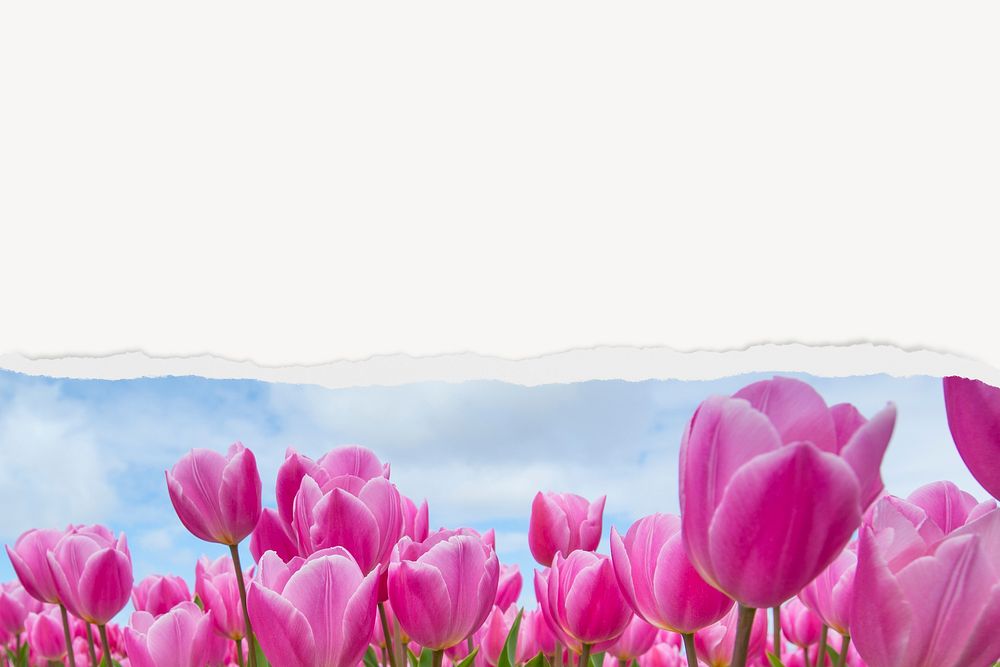 Pink tulip field background, with ripped paper border
