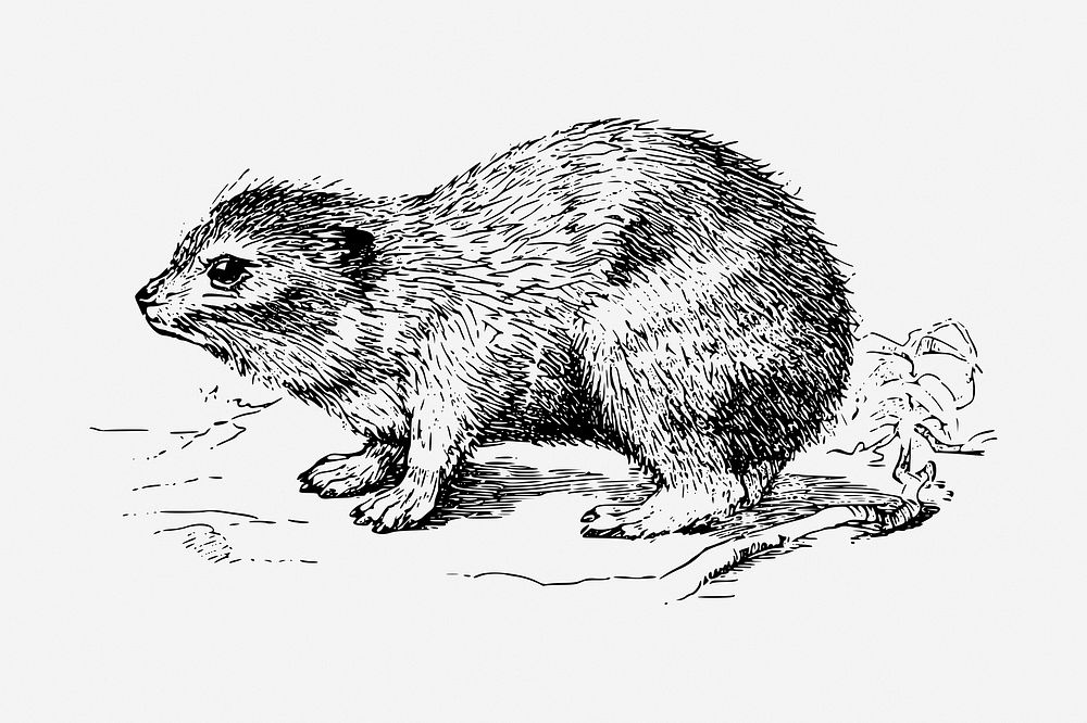 Hyrax drawing, vintage animal illustration. | Free Photo - rawpixel