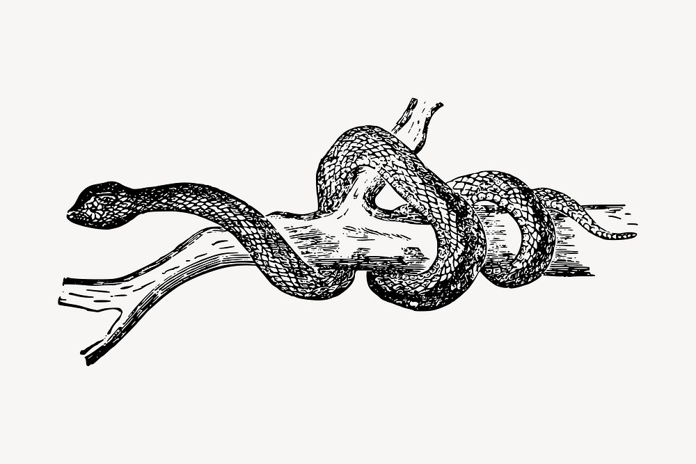 Snake clipart, vintage animal illustration vector. Free public domain CC0 image.