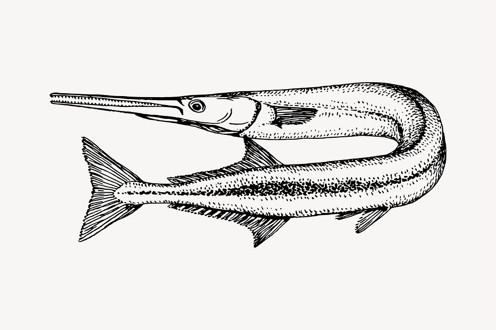 Needlefish drawing, vintage illustration. Free public domain CC0 image.