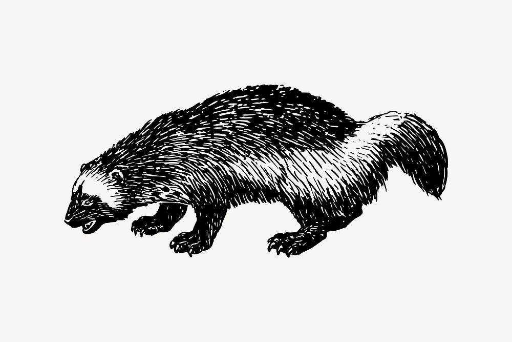 Woodchuck drawing, vintage animal illustration vector. Free public domain CC0 image.