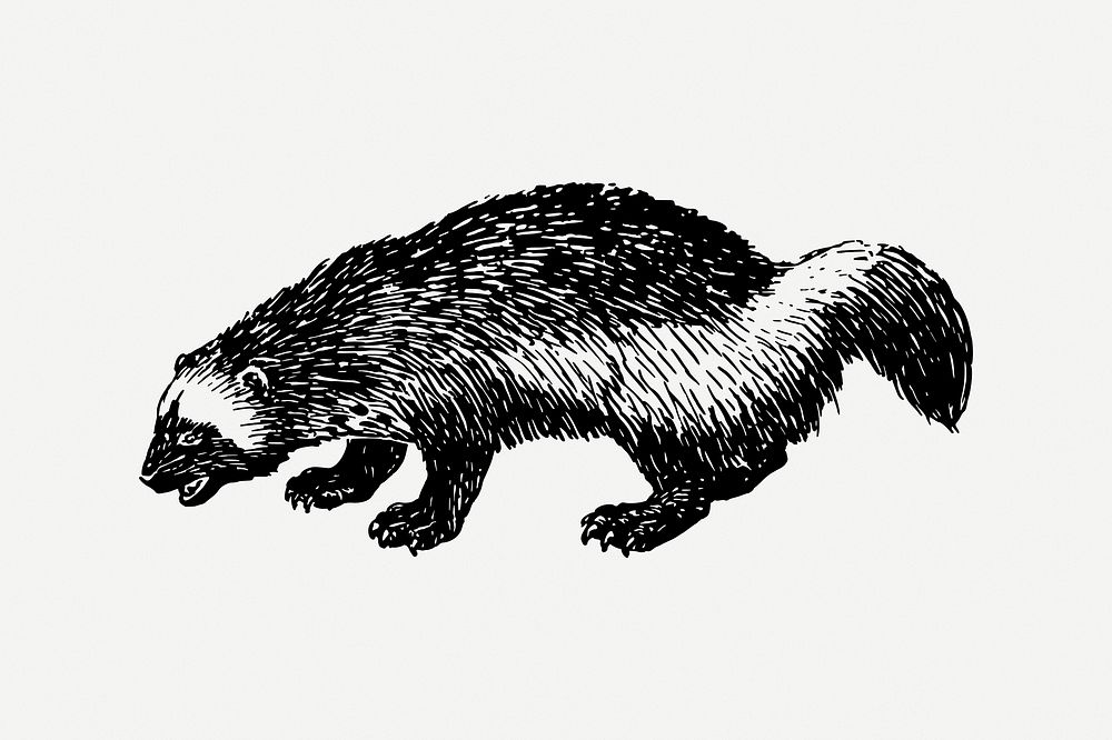 Woodchuck clipart, vintage animal illustration | Free PSD Illustration ...