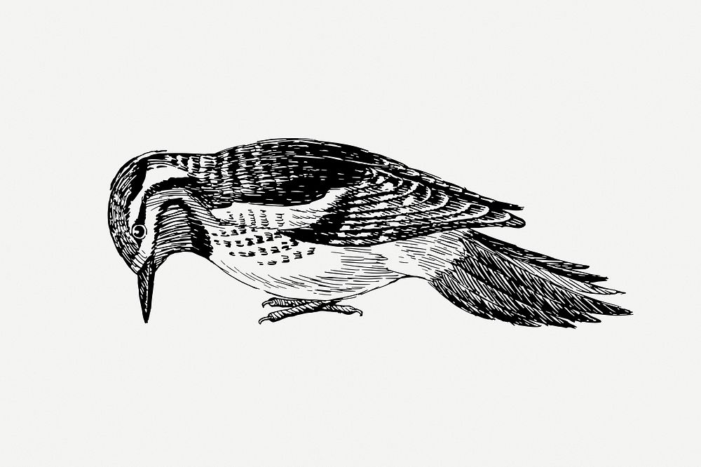 Sapsucker bird clipart, vintage animal illustration psd. Free public domain CC0 image.
