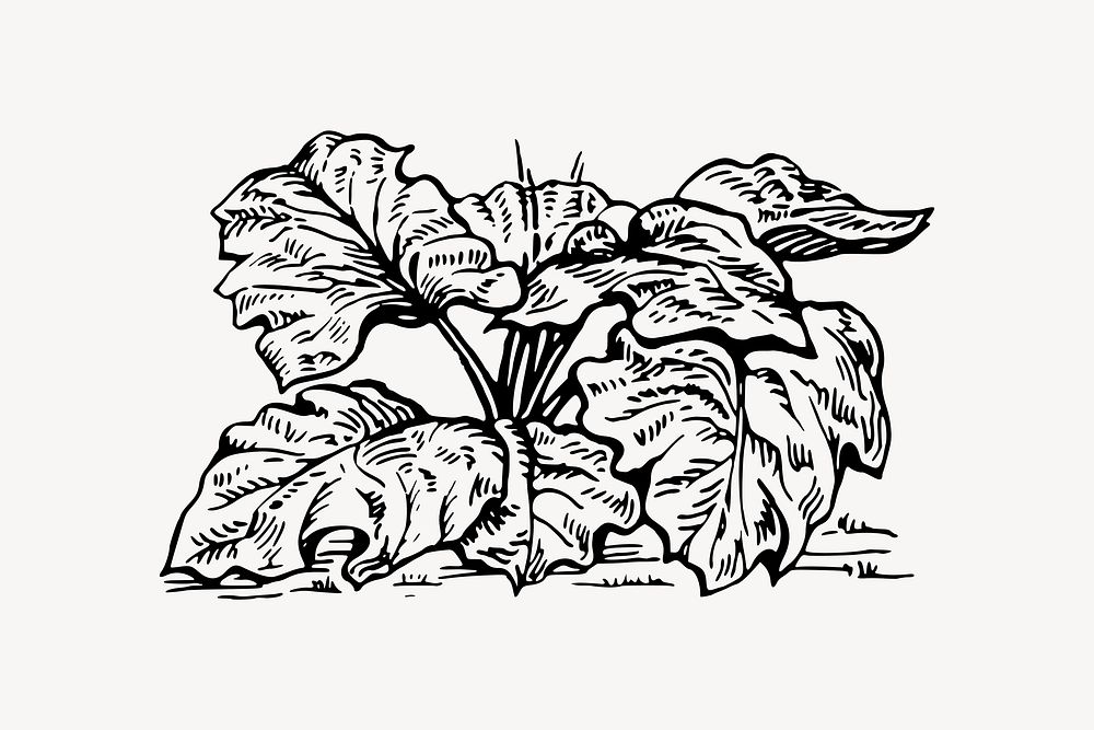 Rhubarb drawing, vintage vegetable illustration vector. Free public domain CC0 image.