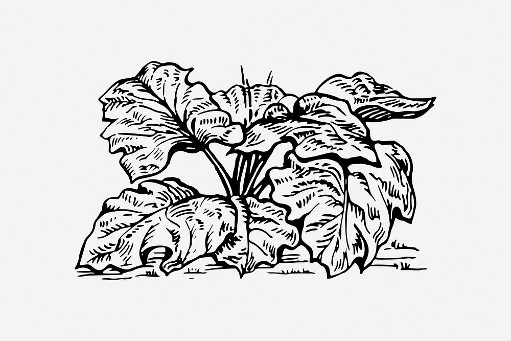 Rhubarb vintage vegetable illustration. Free public domain CC0 image.