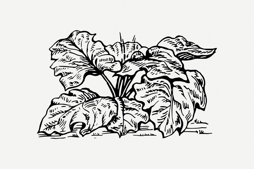 Rhubarb clipart, vintage vegetable illustration psd. Free public domain CC0 image.