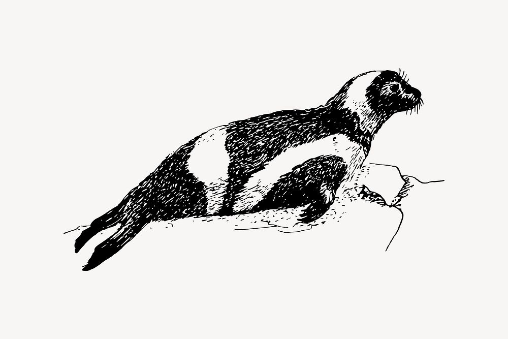 Ribbon seal drawing, vintage animal illustration vector. Free public domain CC0 image.