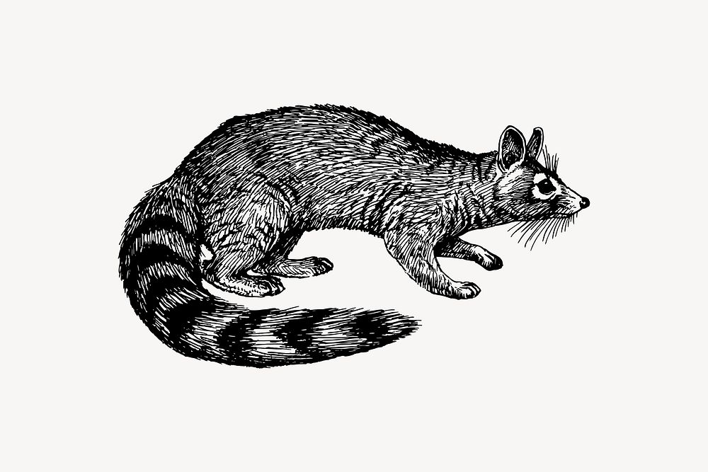 Ringtail drawing, vintage animal illustration vector. Free public domain CC0 image.