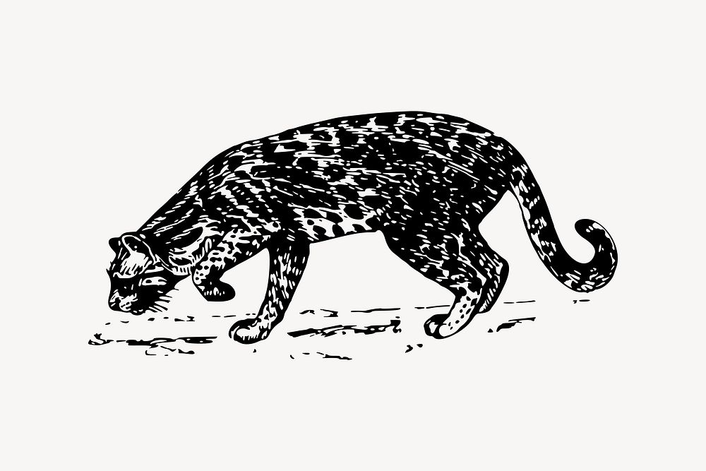 Ocelot drawing, vintage animal illustration vector. Free public domain CC0 image.