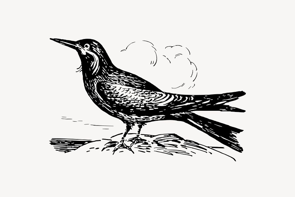 Inca tern bird drawing, vintage animal illustration vector. Free public domain CC0 image.