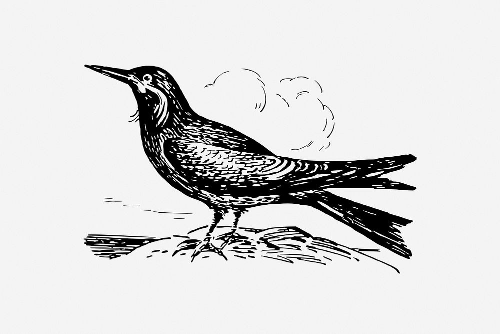 Inca tern bird vintage animal illustration. Free public domain CC0 image.