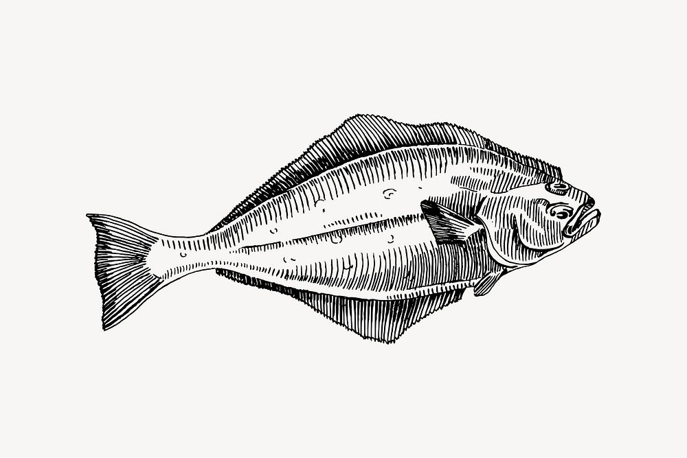 Halibut fish drawing, vintage sea animal illustration vector. Free public domain CC0 image.