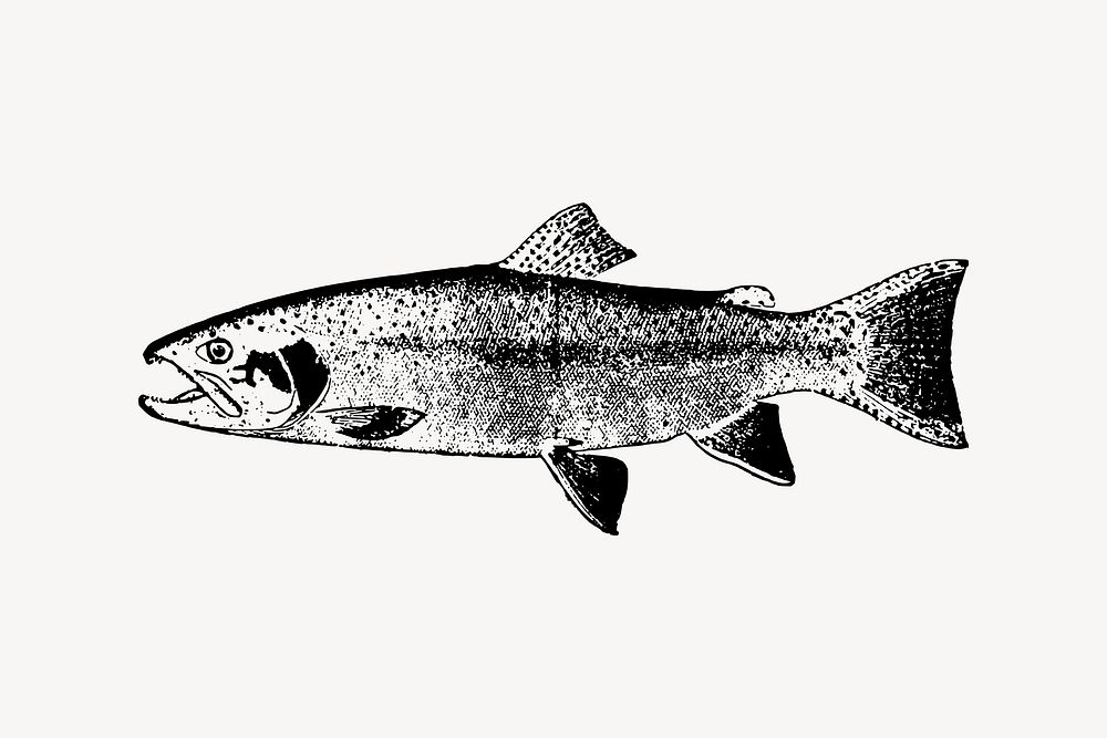 Salmon fish drawing, vintage sea animal illustration vector. Free public domain CC0 image.