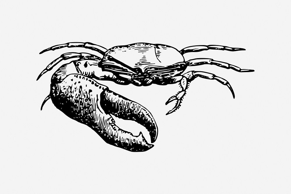Fiddler crab vintage sea animal illustration. Free public domain CC0 image.