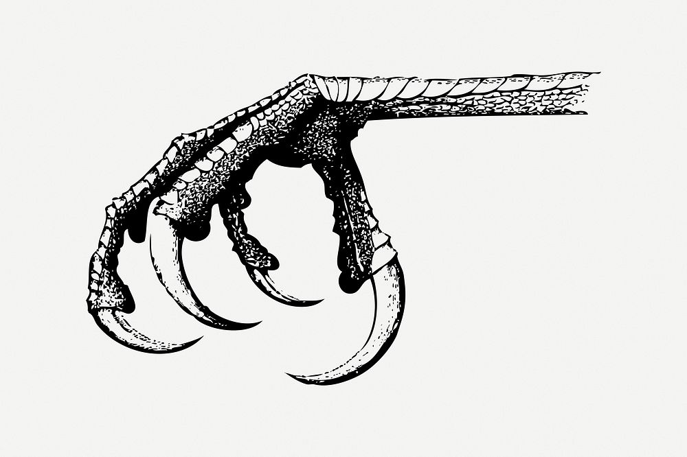 Bird claw clipart, vintage myth creature illustration psd. Free public domain CC0 image.