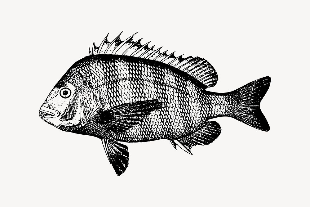 Sheepshead fish drawing, vintage sea animal illustration vector. Free public domain CC0 image.