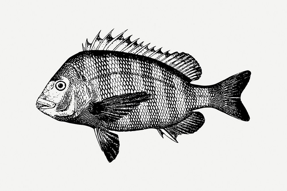 Sheepshead fish clipart, vintage sea animal illustration psd. Free public domain CC0 image.