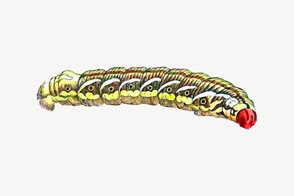 Caterpillar  clipart, vintage insect illustration vector. Free public domain CC0 image.