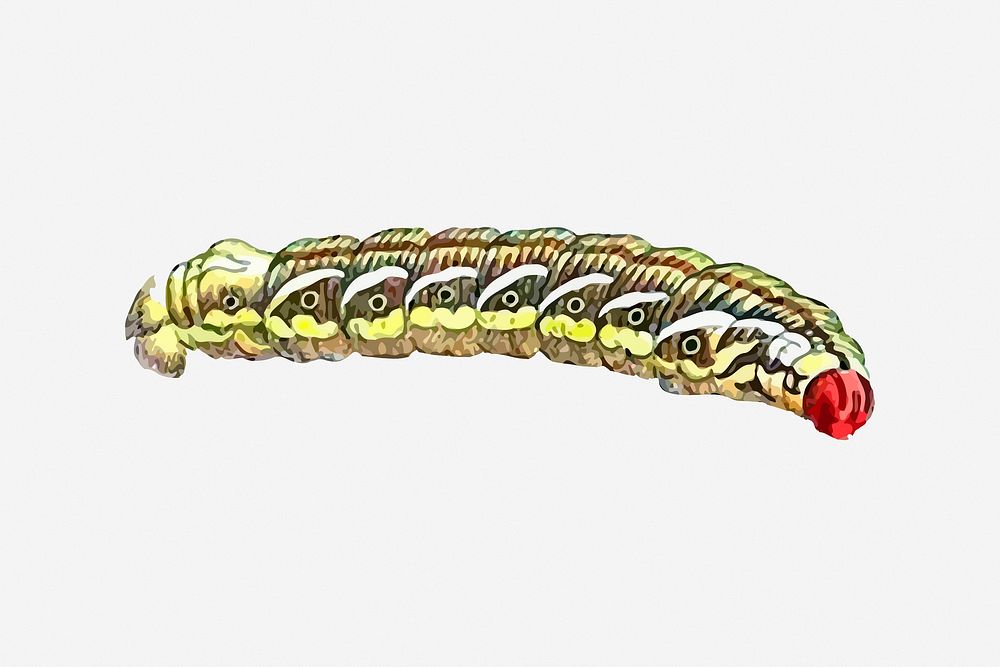 Caterpillar, insect vintage illustration. Free public domain CC0 image.