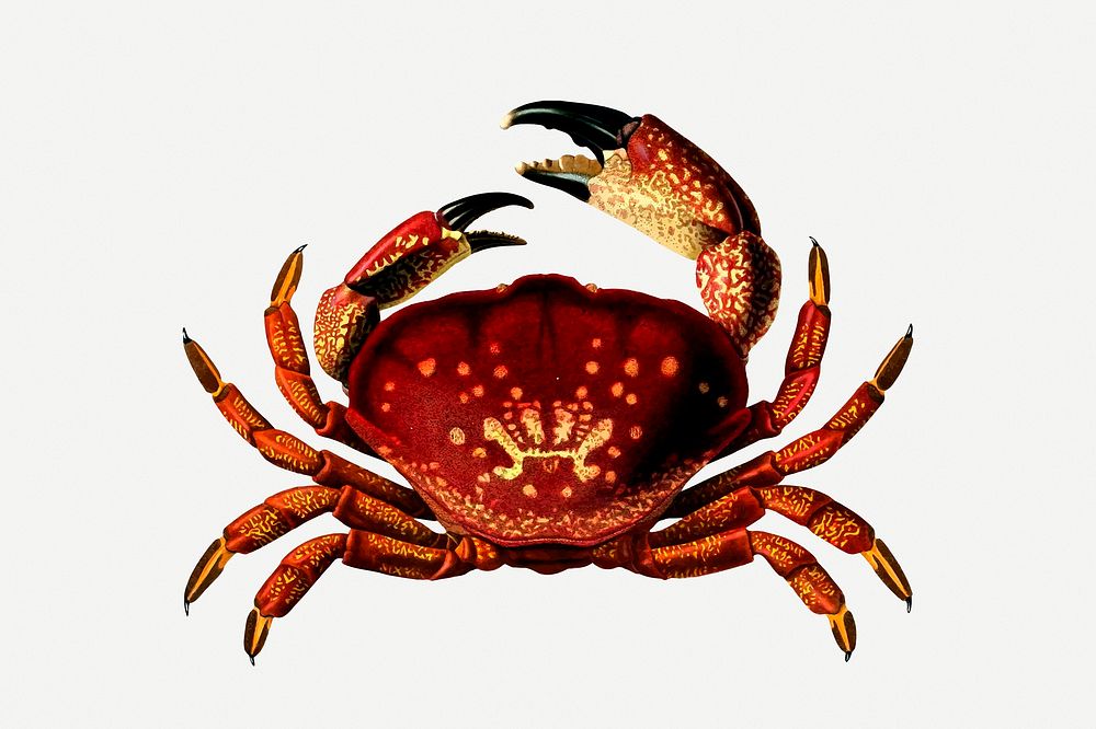 Stone crab clipart, vintage sea animal illustration psd. Free public domain CC0 image.