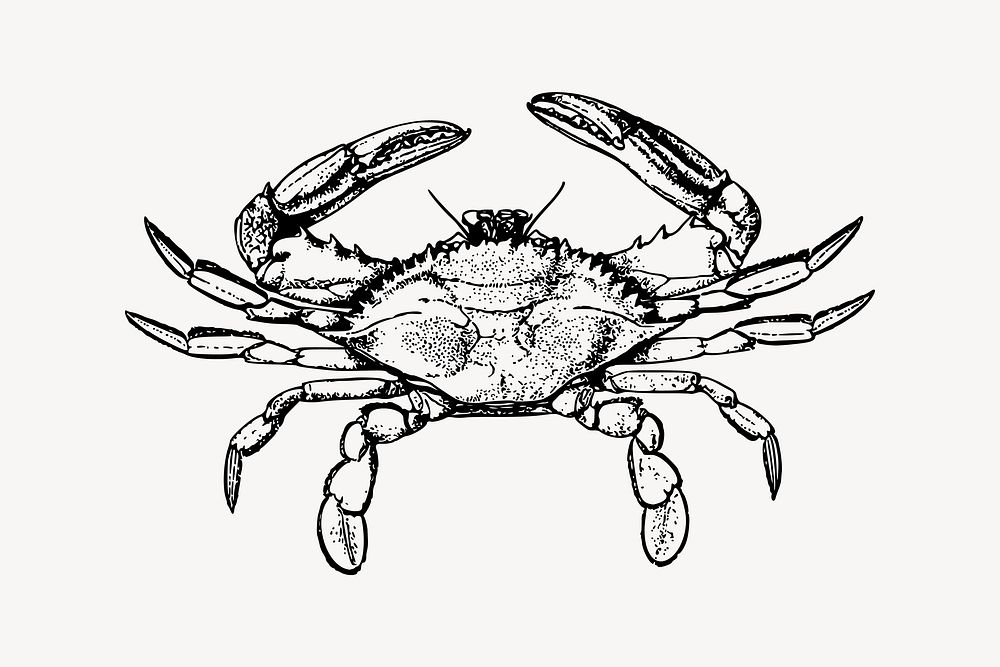 Crab drawing, vintage sea animal illustration vector. Free public domain CC0 image.