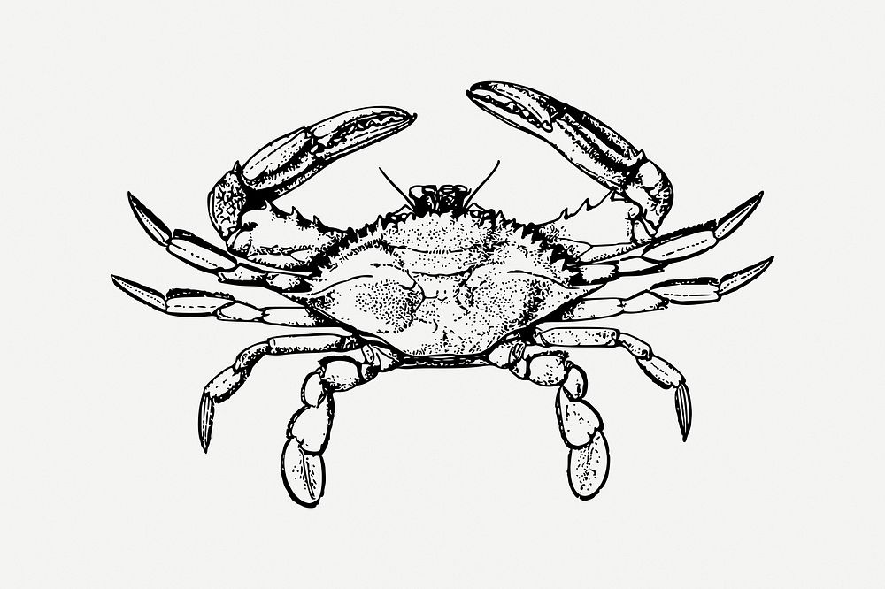 Crab clipart, vintage sea animal illustration psd. Free public domain CC0 image.