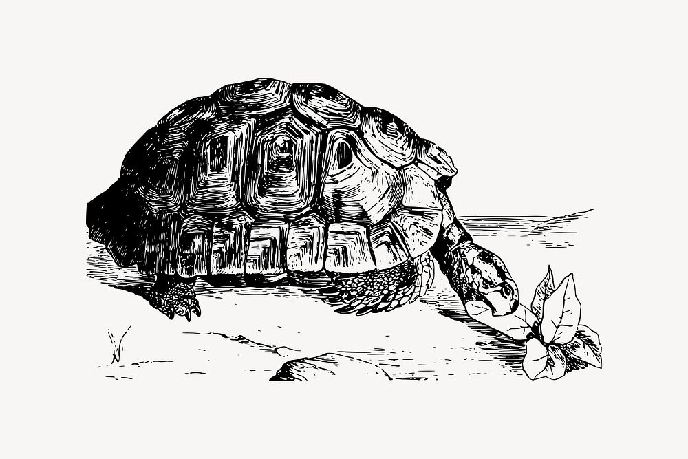 Greek tortoise drawing, vintage animal illustration vector. Free public domain CC0 image.