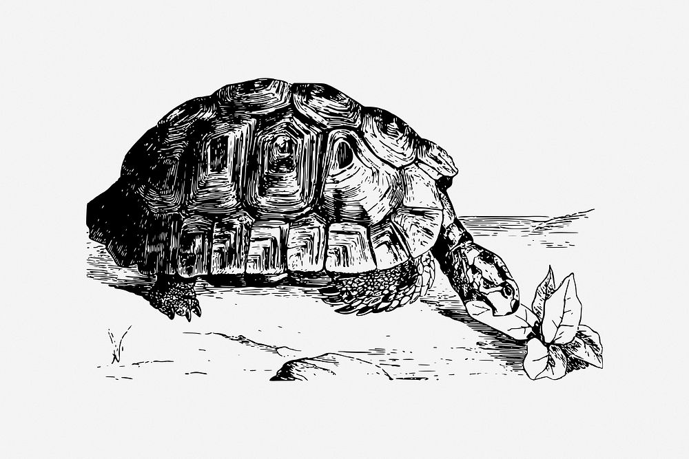 Greek tortoise vintage illustration. Free public domain CC0 image.