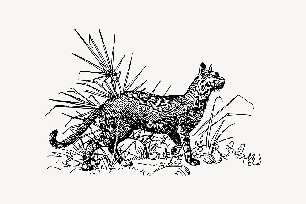 Wild cat drawing, vintage animal illustration vector. Free public domain CC0 image.