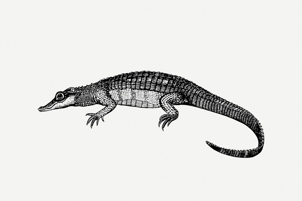 Caiman, crocodile clipart, vintage animal illustration psd. Free public domain CC0 image.