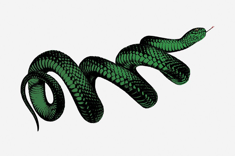 Coiled green snake vintage illustration. Free public domain CC0 image.