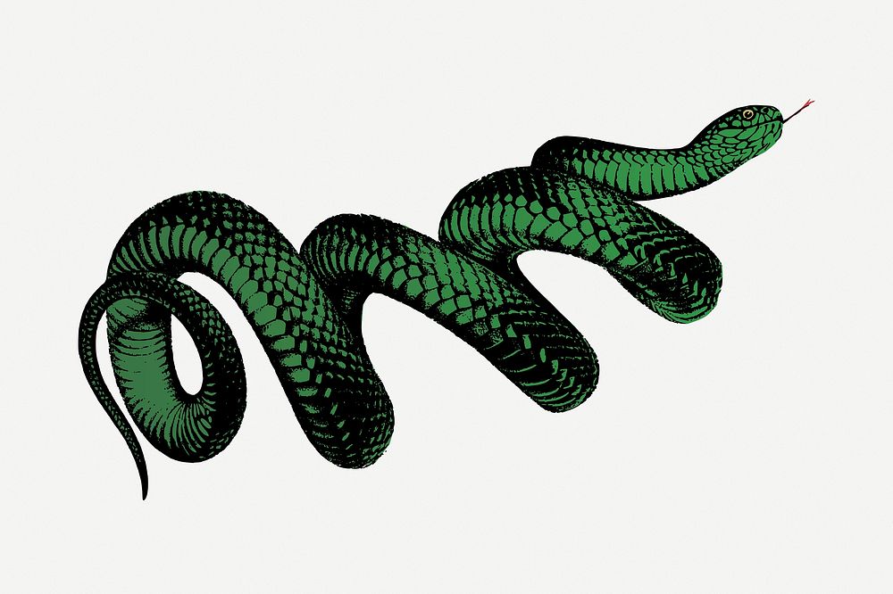 Coiled snake drawing, vintage illustration psd. Free public domain CC0 image.