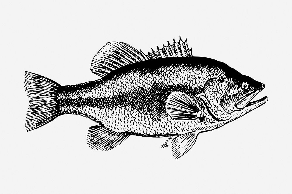 Fish vintage illustration. Free public domain CC0 image.
