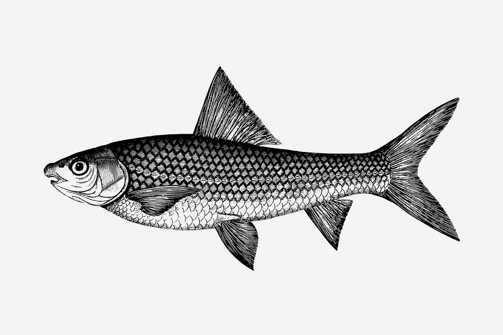Fish drawing, vintage illustration psd. Free public domain CC0 image.