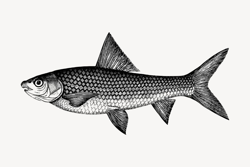 Fish clipart, vintage hand drawn vector. Free public domain CC0 image.