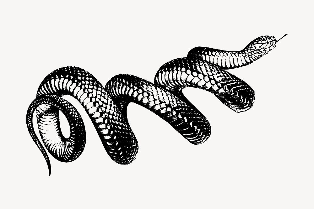 Coiled snake clipart, vintage hand drawn vector. Free public domain CC0 image.