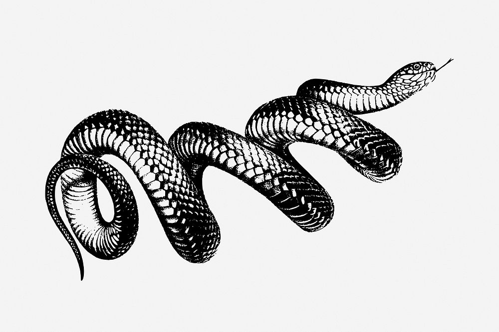 Coiled snake vintage illustration. Free public domain CC0 image.