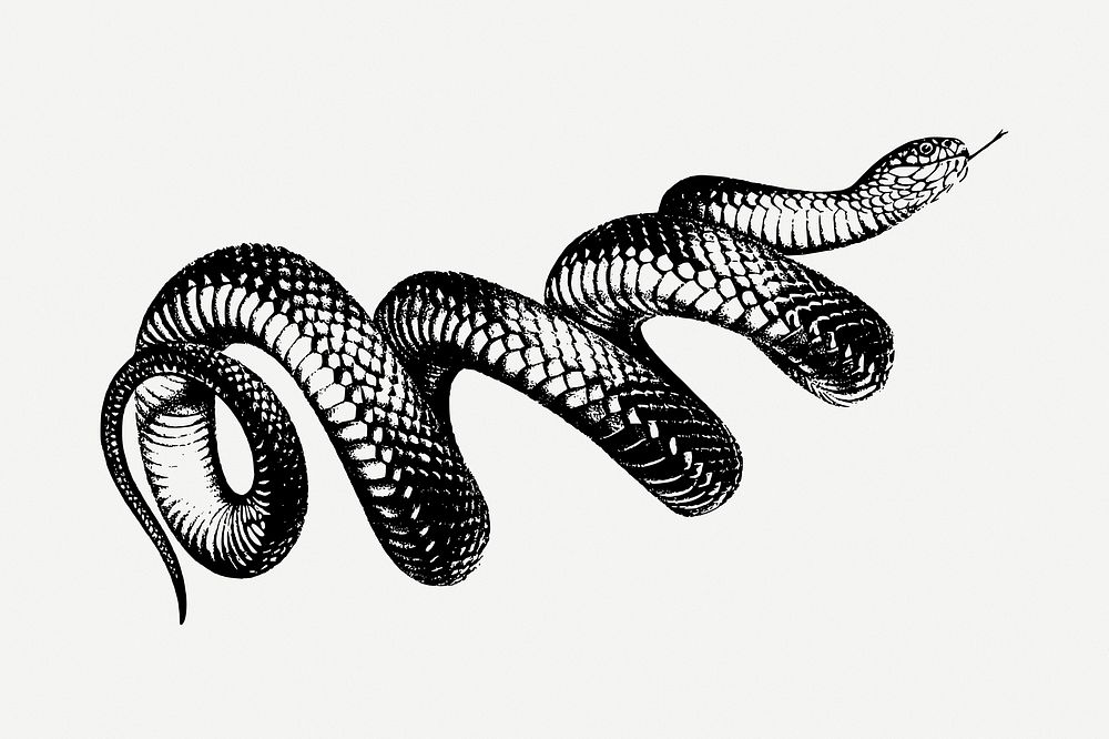 Coiled snake drawing, vintage illustration psd. Free public domain CC0 image.