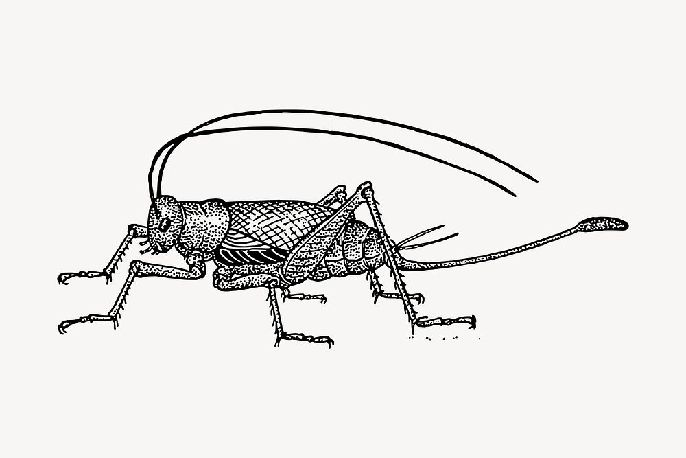 Cricket clipart, drawing illustration vector. Free public domain CC0 image.