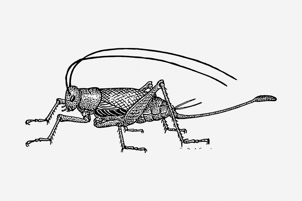 Cricket, drawing illustration. Free public domain CC0 image.