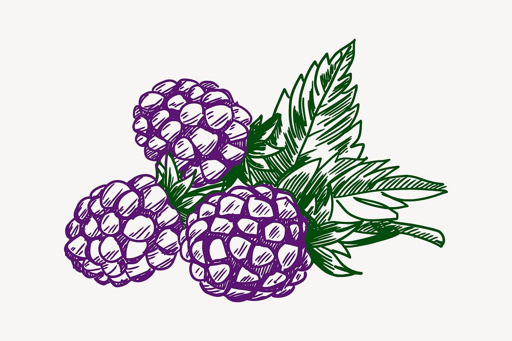 Blackberry clipart, drawing illustration vector. Free public domain CC0 image.