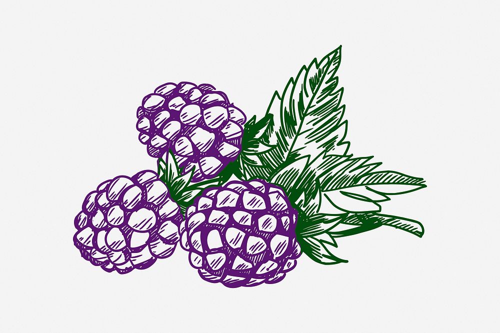 Blackberry, drawing illustration. Free public domain CC0 image.