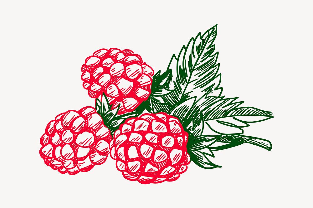 Raspberry  clipart, drawing illustration vector. Free public domain CC0 image.