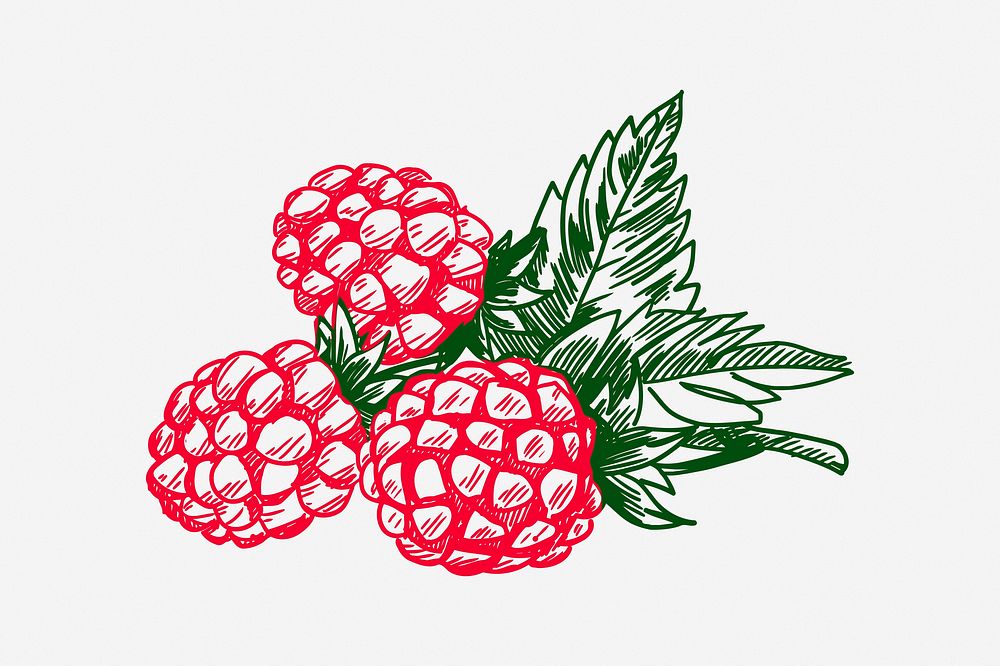 Raspberry , drawing illustration. Free public domain CC0 image.