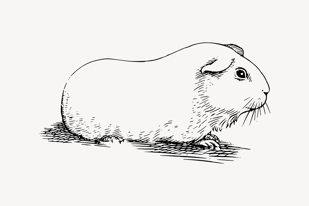 Guinea pig clipart, drawing illustration vector. Free public domain CC0 image.