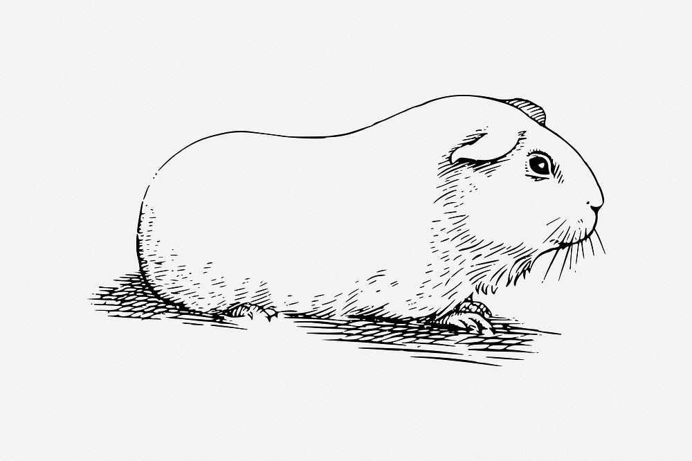 Guinea pig, drawing illustration. Free public domain CC0 image.