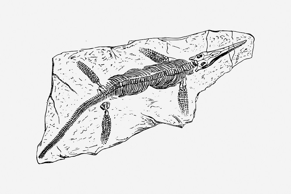 French fossil, drawing illustration. Free public domain CC0 image.