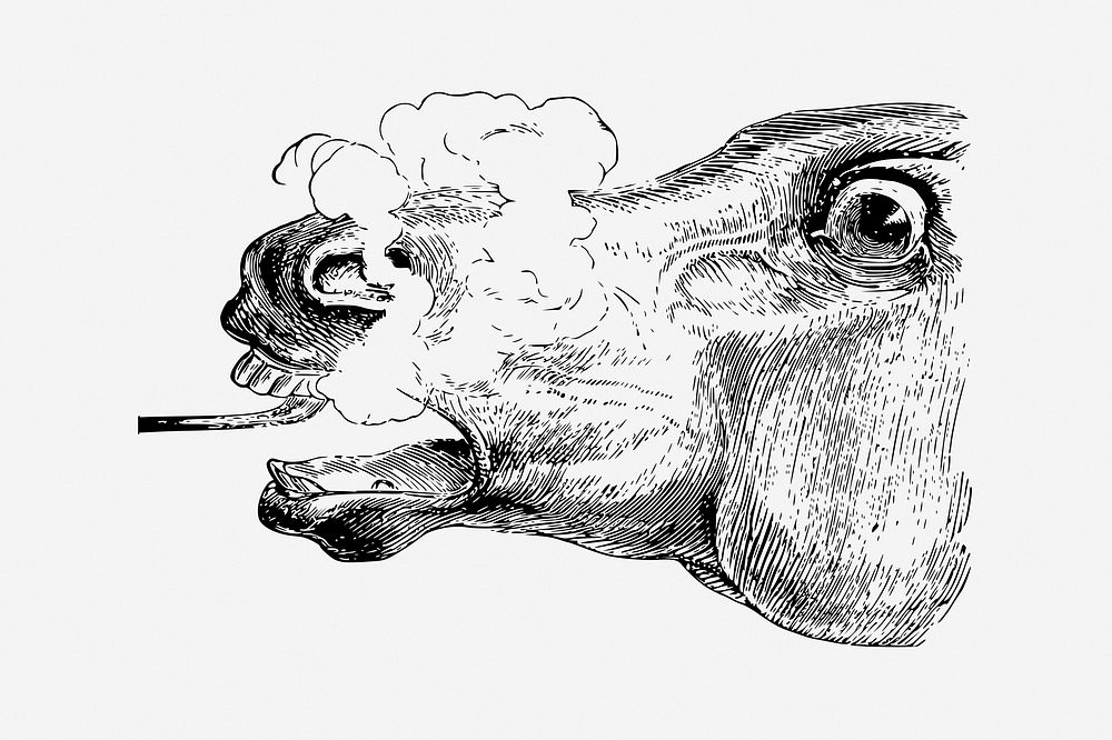 Horse head, drawing illustration. Free public domain CC0 image.